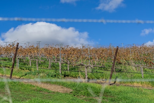 a field of vines behind a barbed wire fence