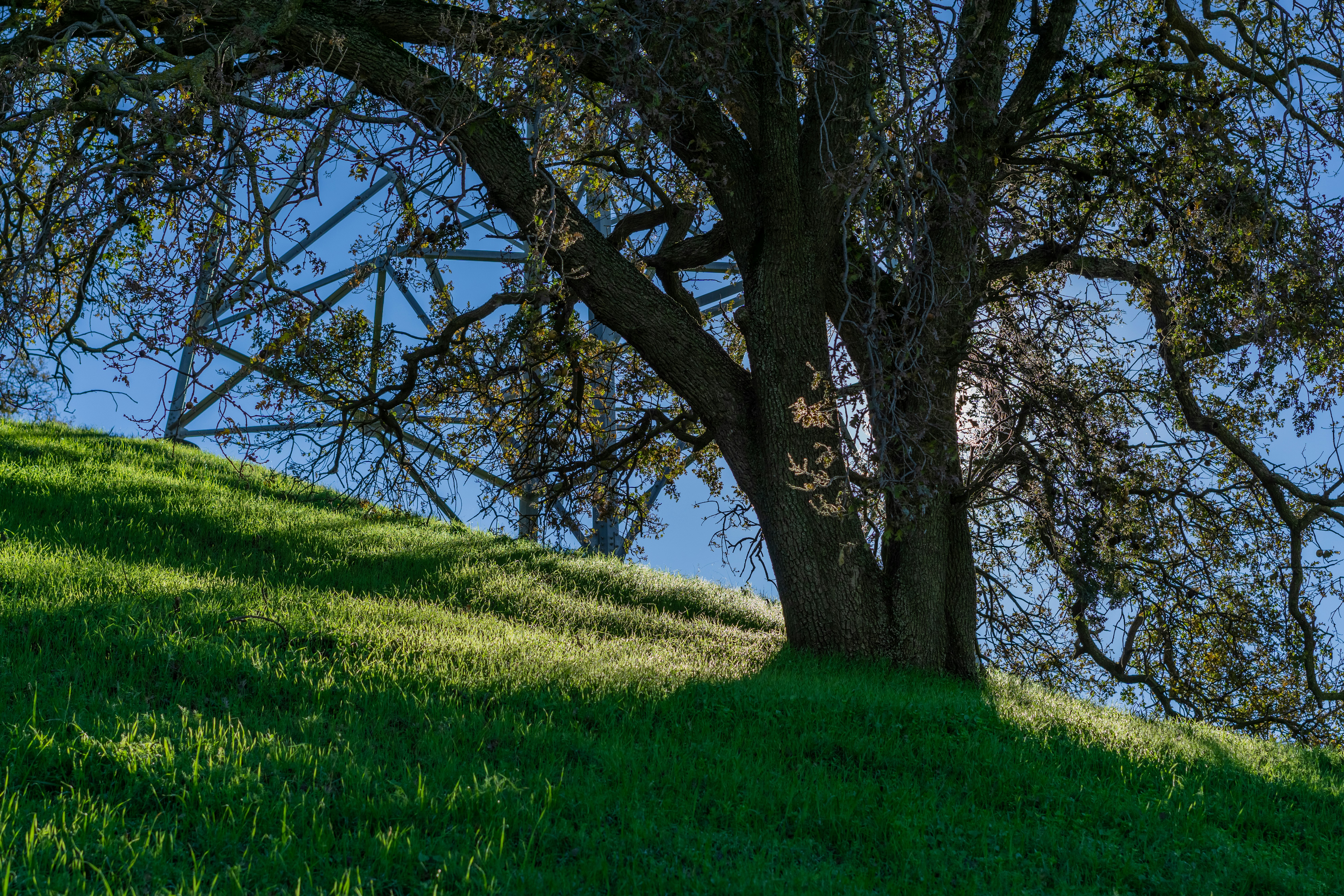 A large tree sitting on top of a lush green hillside photo – Free San ...