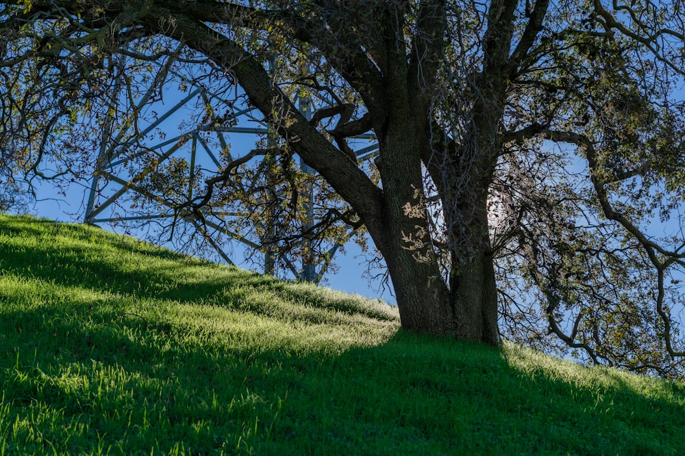 a large tree sitting on top of a lush green hillside