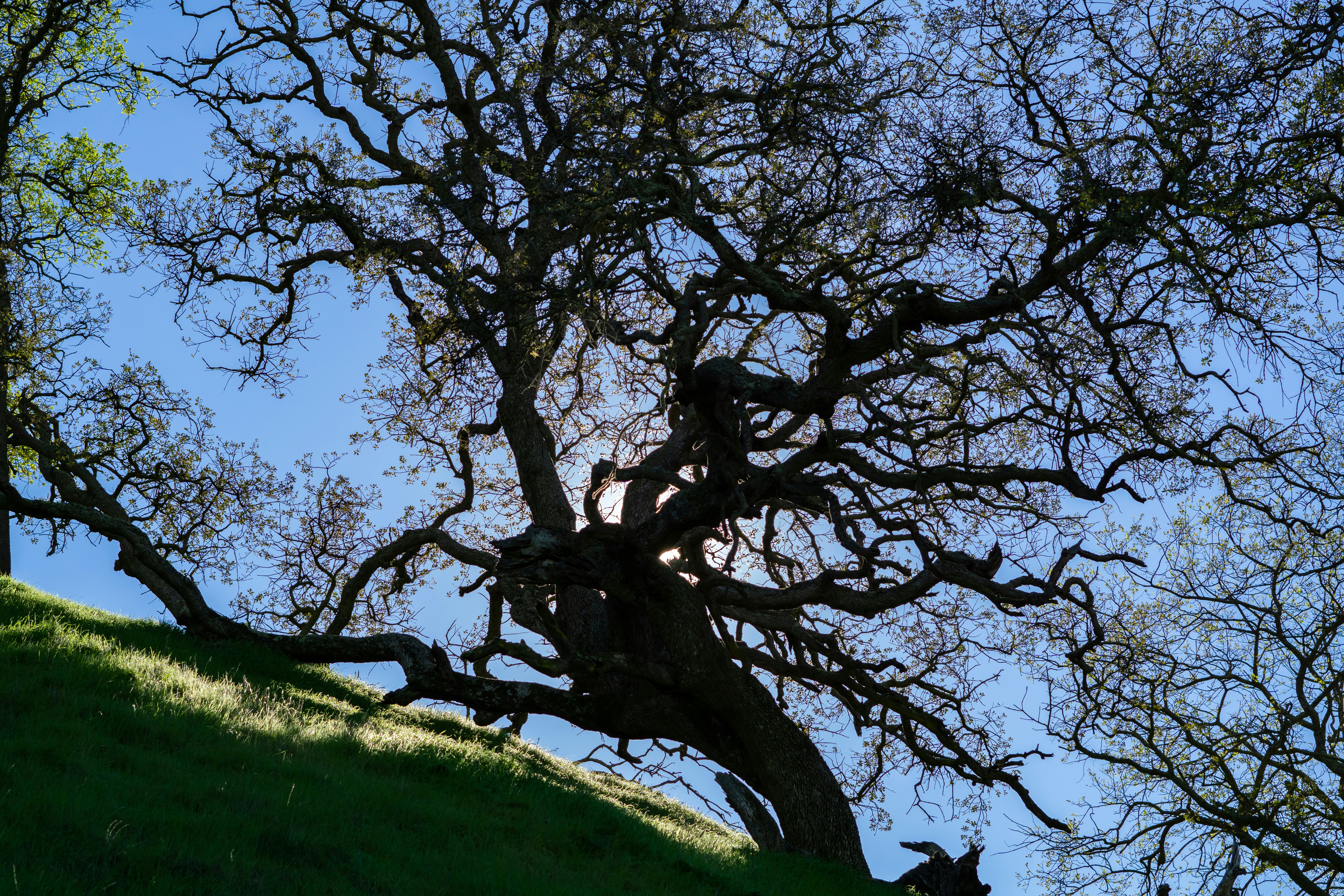 a large tree with no leaves on a hill