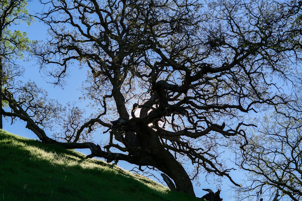 a large tree with no leaves on a hill