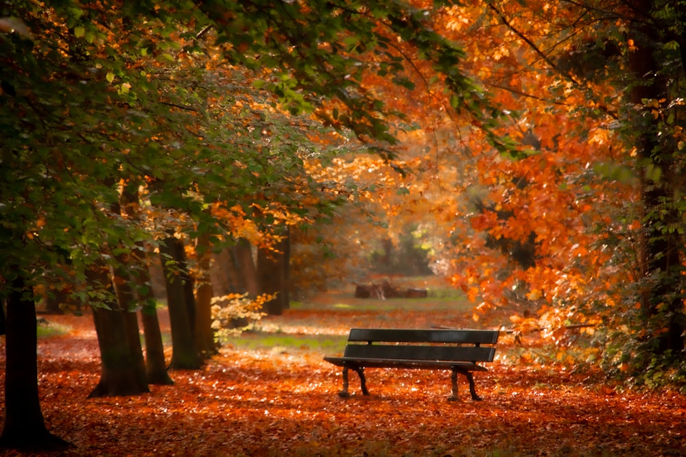 a park bench sitting in the middle of a forest