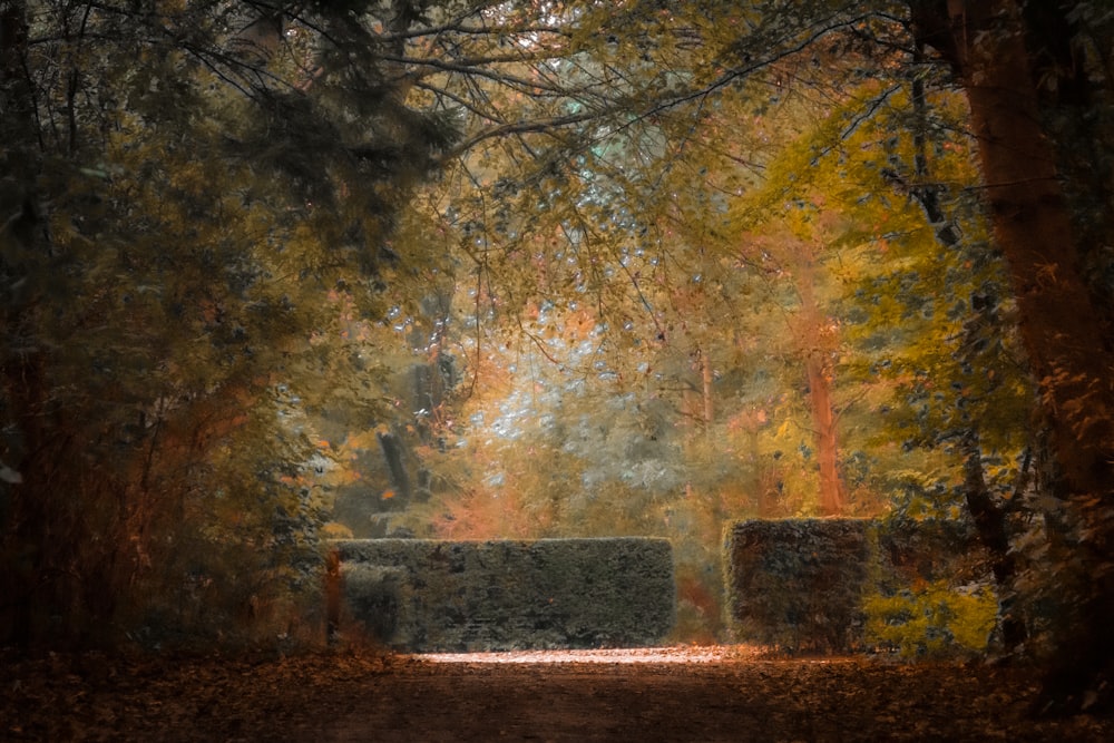 Un dipinto di un sentiero attraverso una foresta