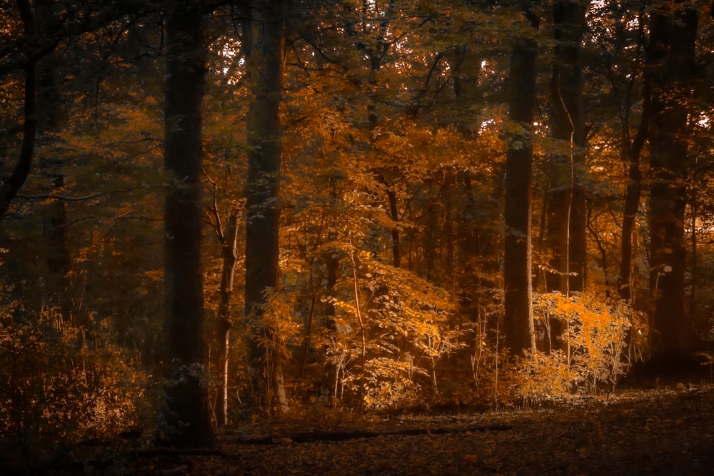 a forest filled with lots of trees covered in leaves