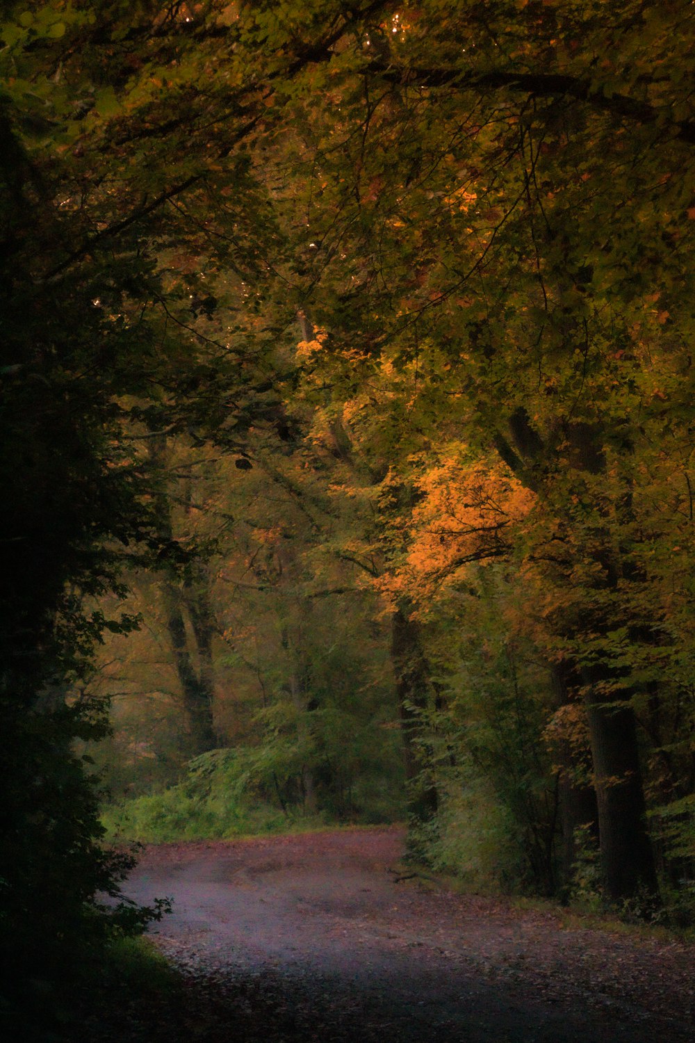 a dirt road in the middle of a forest