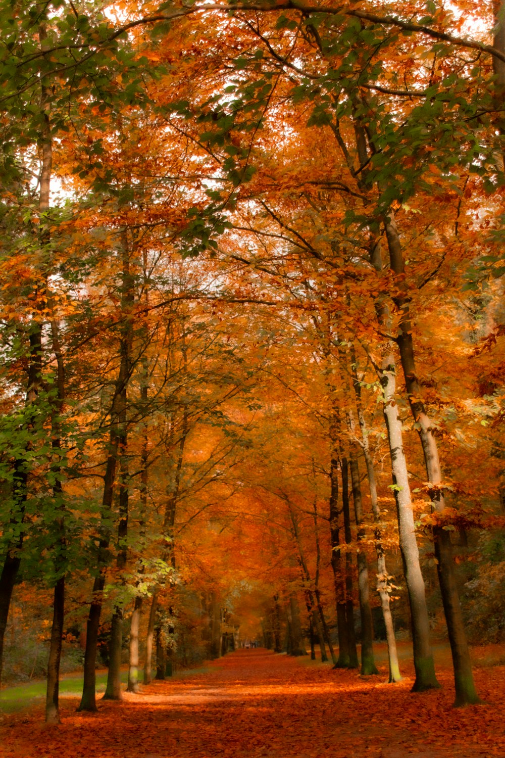 Un sentiero attraverso un bosco con molti alberi