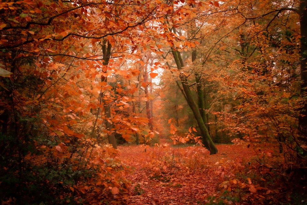 a forest filled with lots of trees covered in leaves