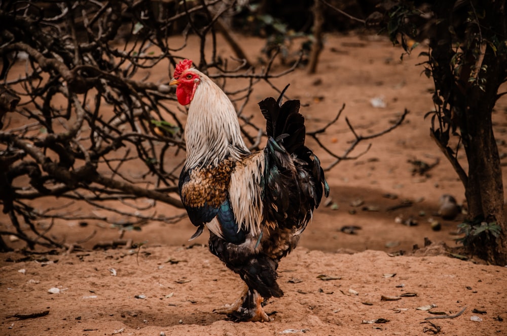 a rooster is walking in the dirt near some trees