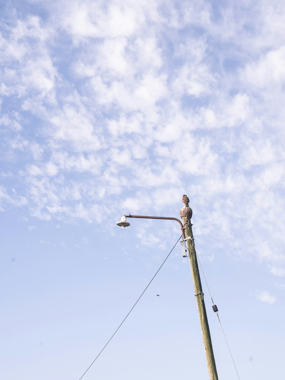 a bird sitting on top of a power pole