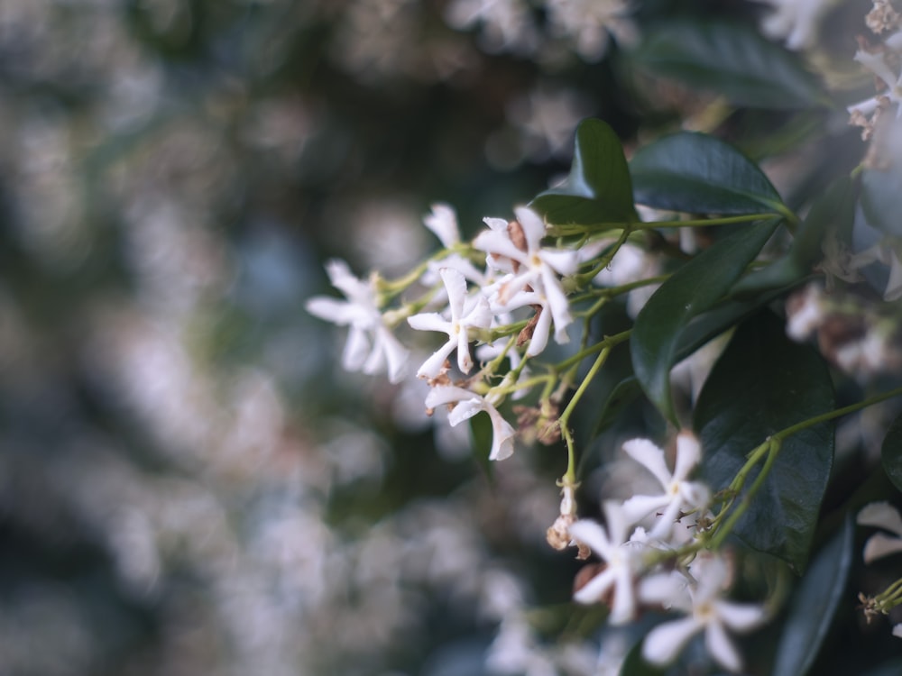 Eine Nahaufnahme einiger weißer Blumen an einem Baum