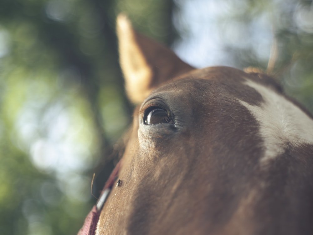 a close up of a horse's face with trees in the background