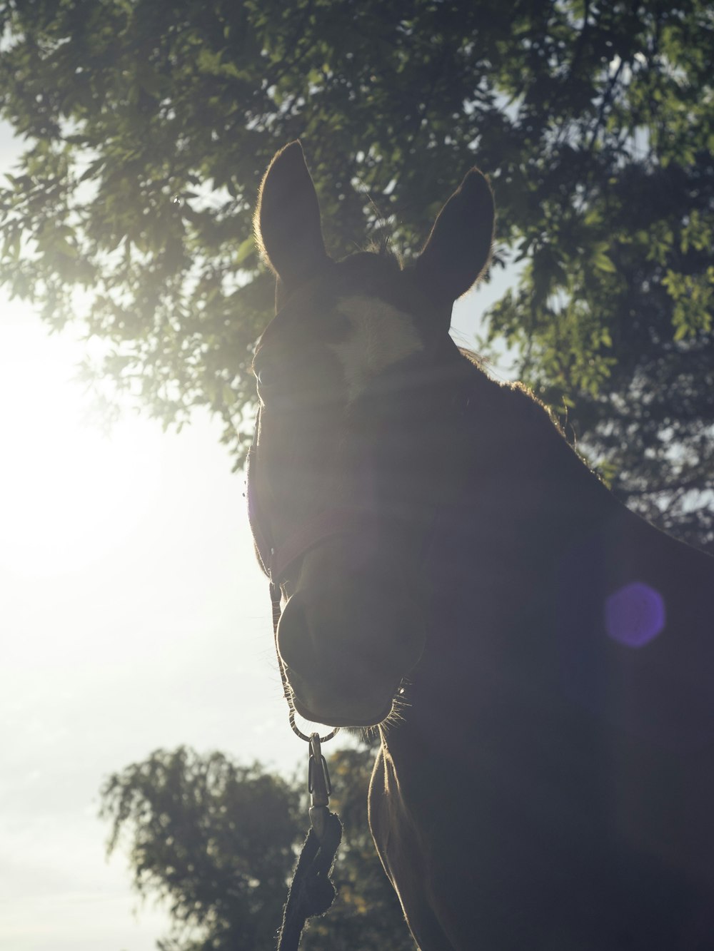 a close up of a horse with trees in the background