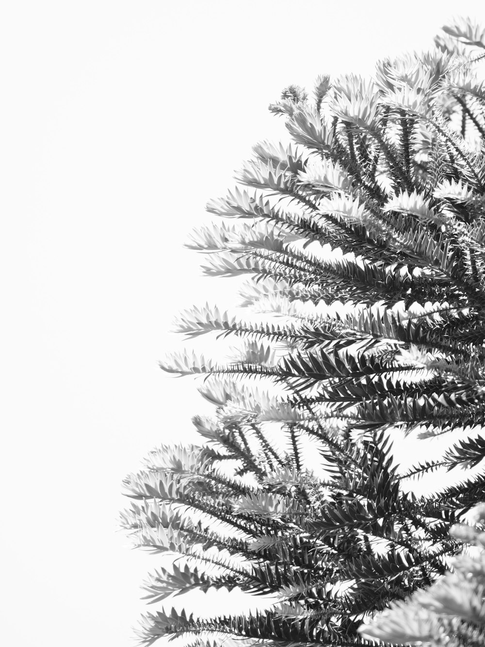 a black and white photo of a pine tree