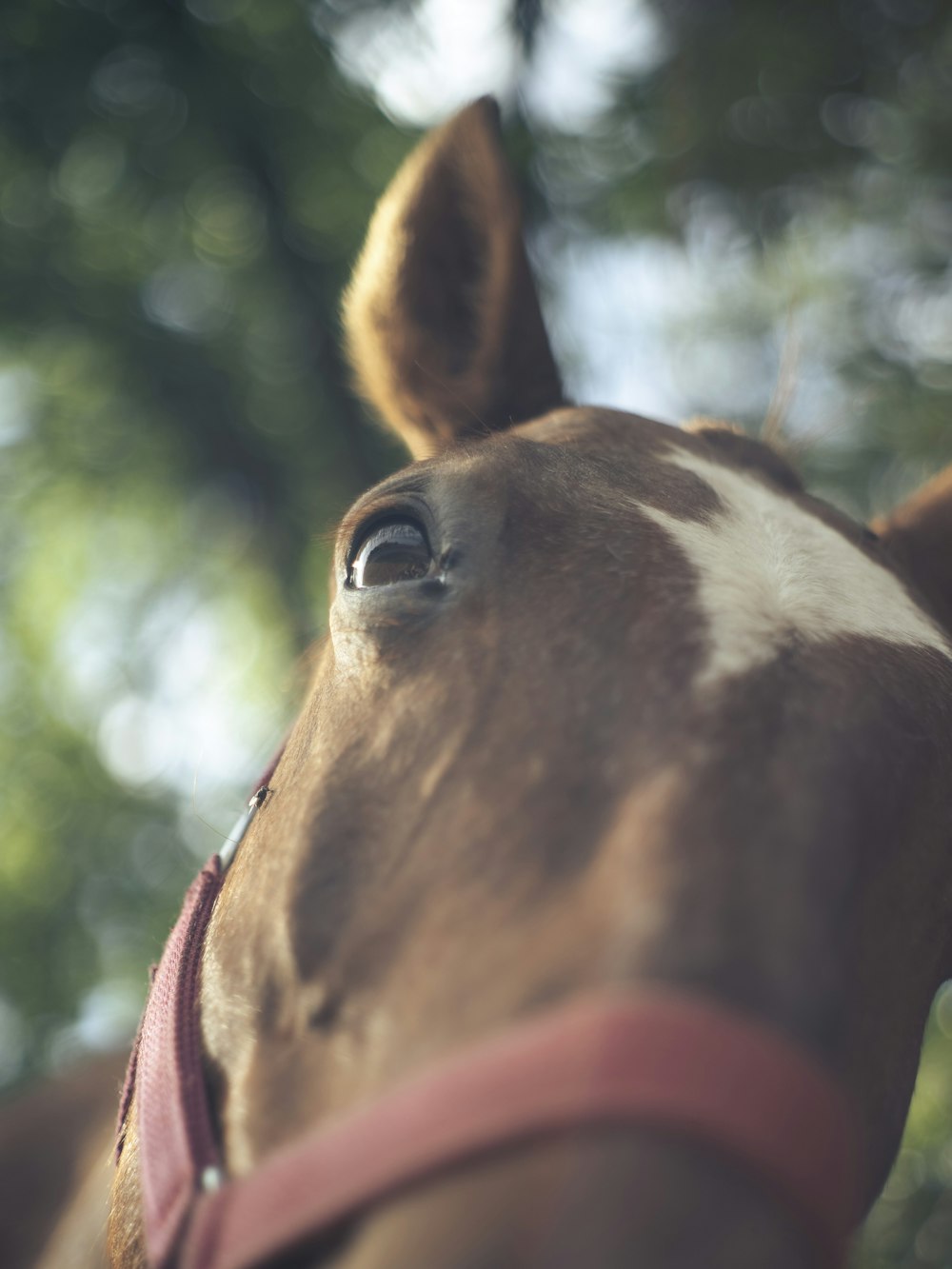 a close up of a horse's head with trees in the background