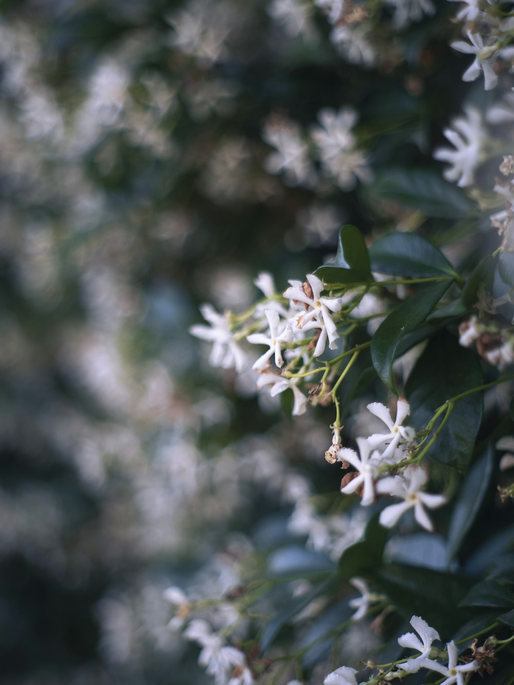 a close up of some white flowers on a tree