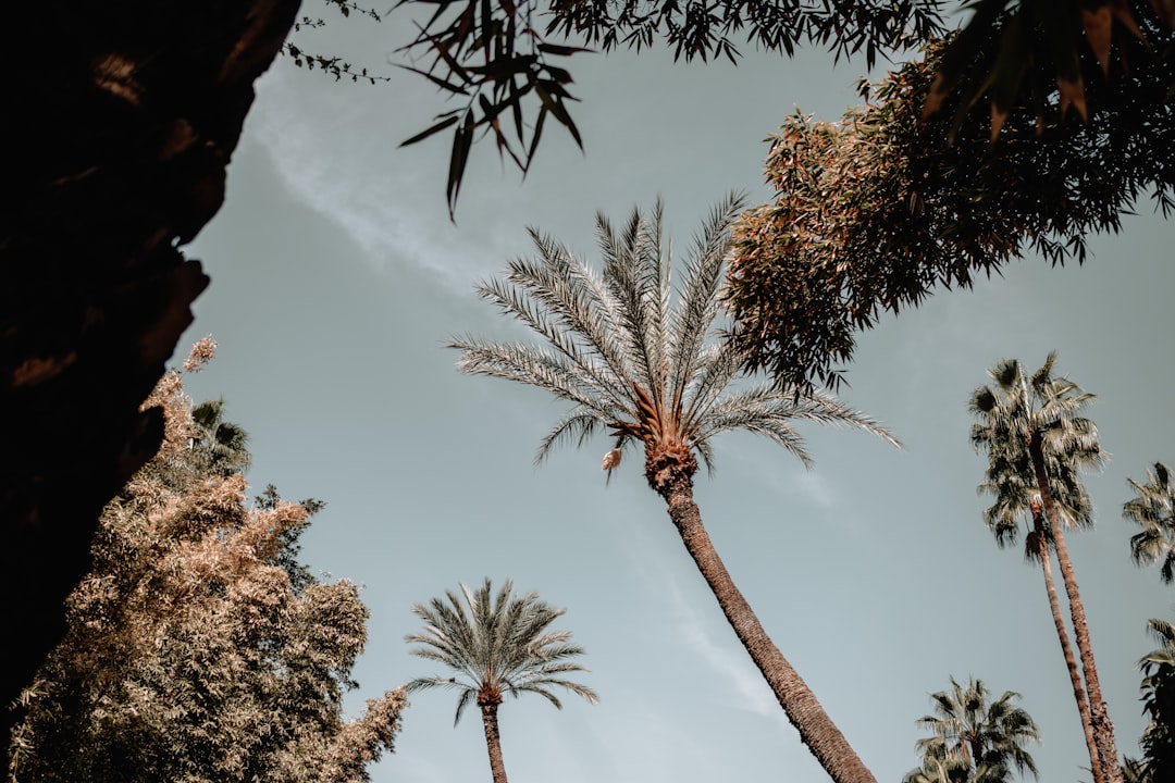 a group of palm trees against a blue sky,
