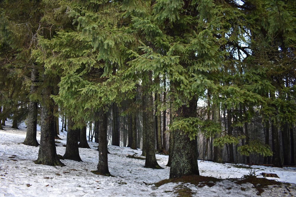 a snow covered forest with lots of trees