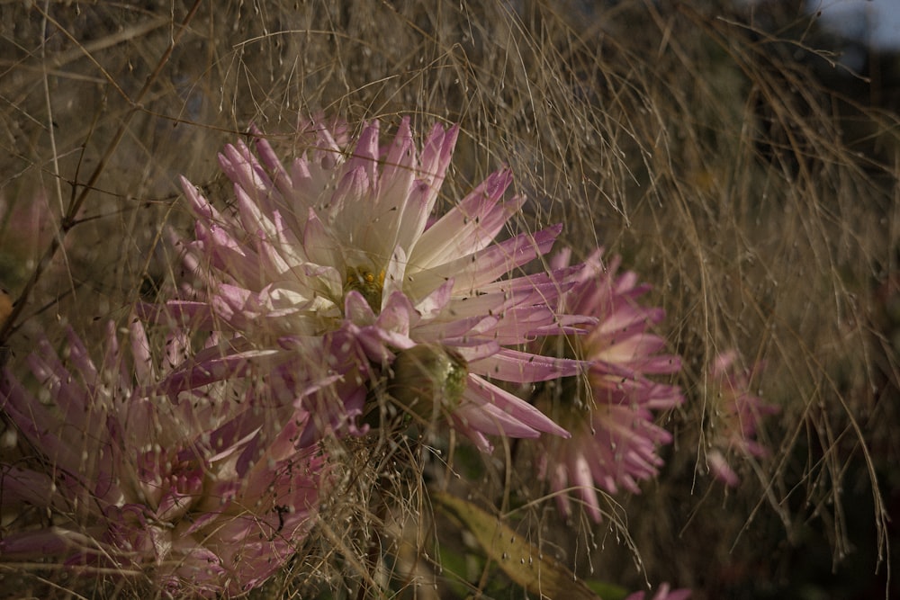 a close up of a flower in a field