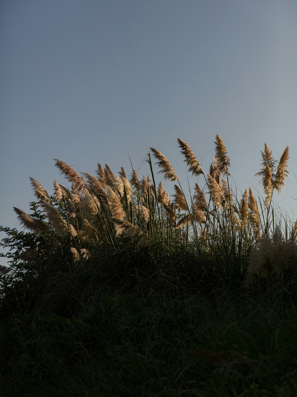 a bunch of tall grass blowing in the wind