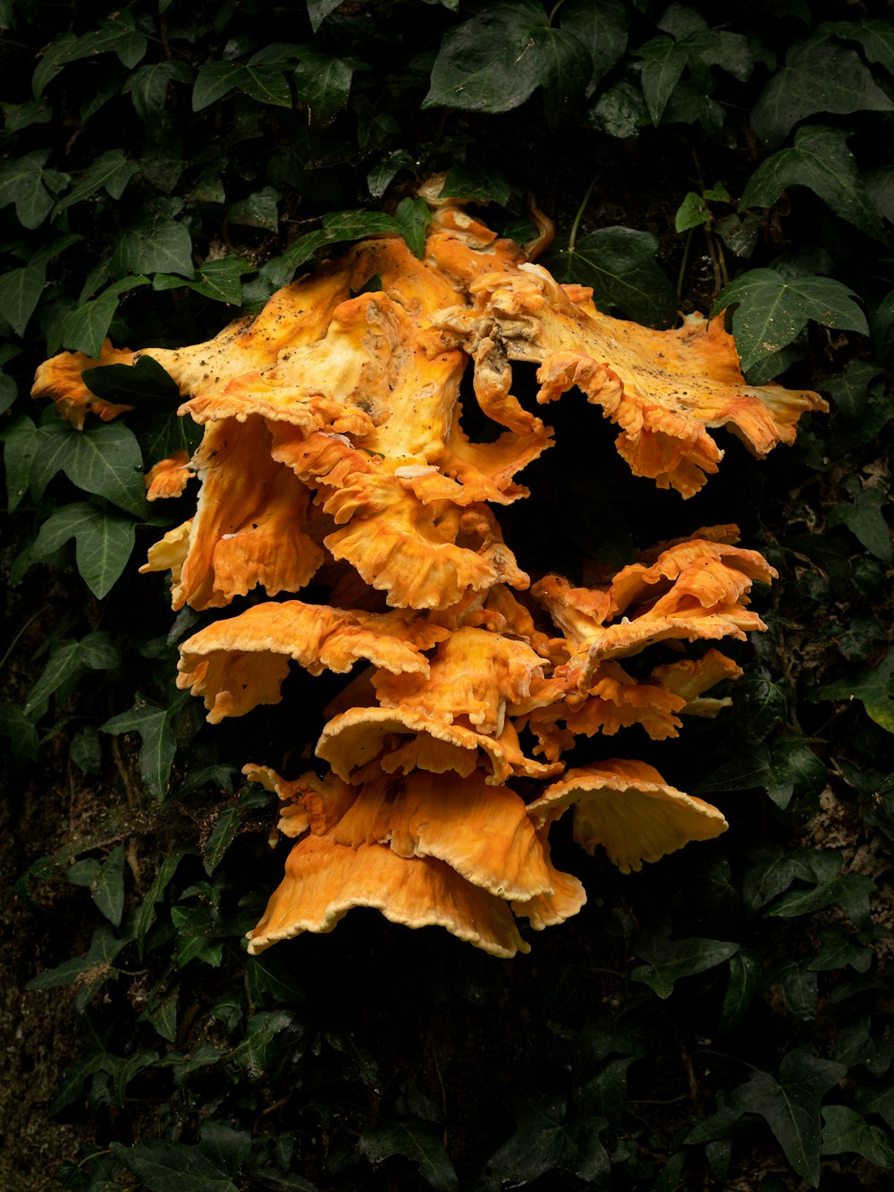 a bunch of orange mushrooms growing on a tree