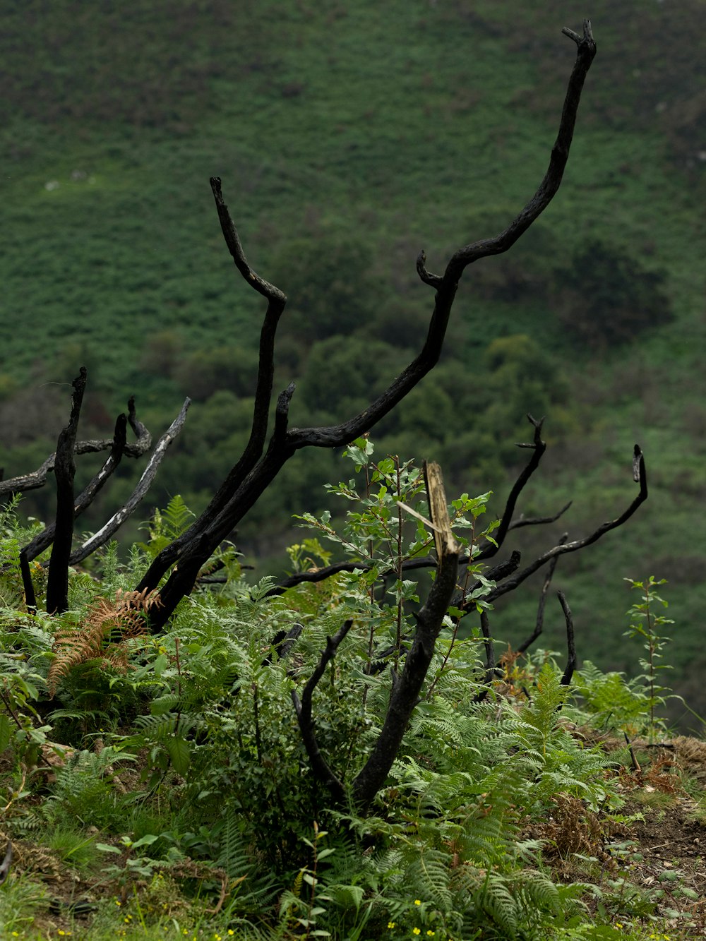 a bird perched on top of a tree branch