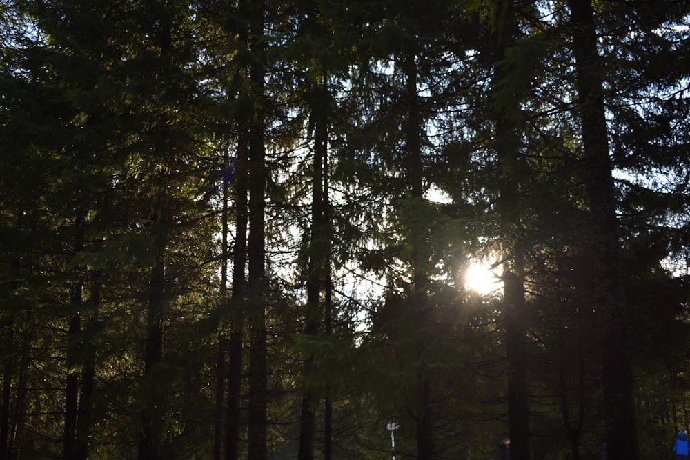 the sun is shining through the trees in the forest