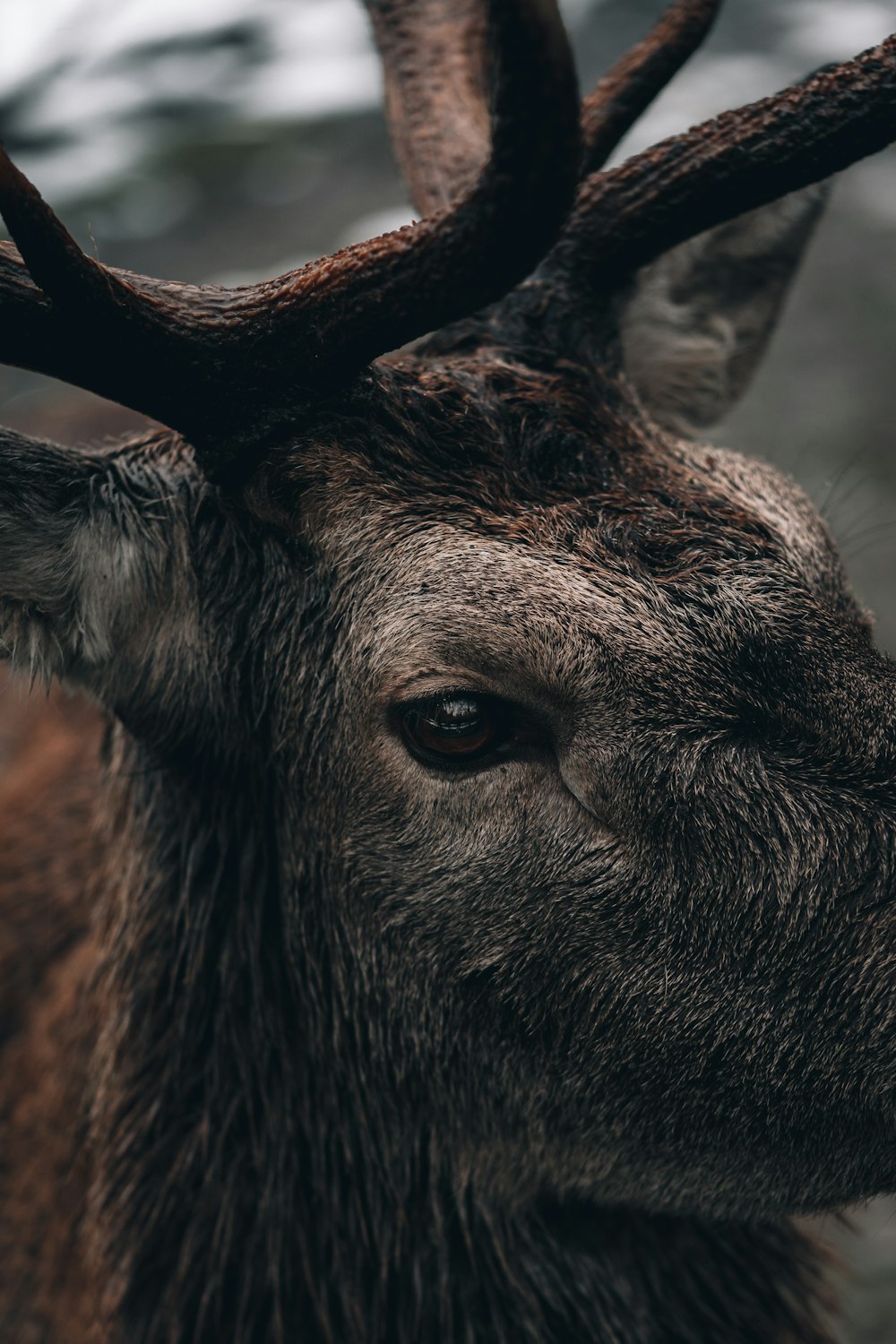 a close up of a deer with antlers on it's head