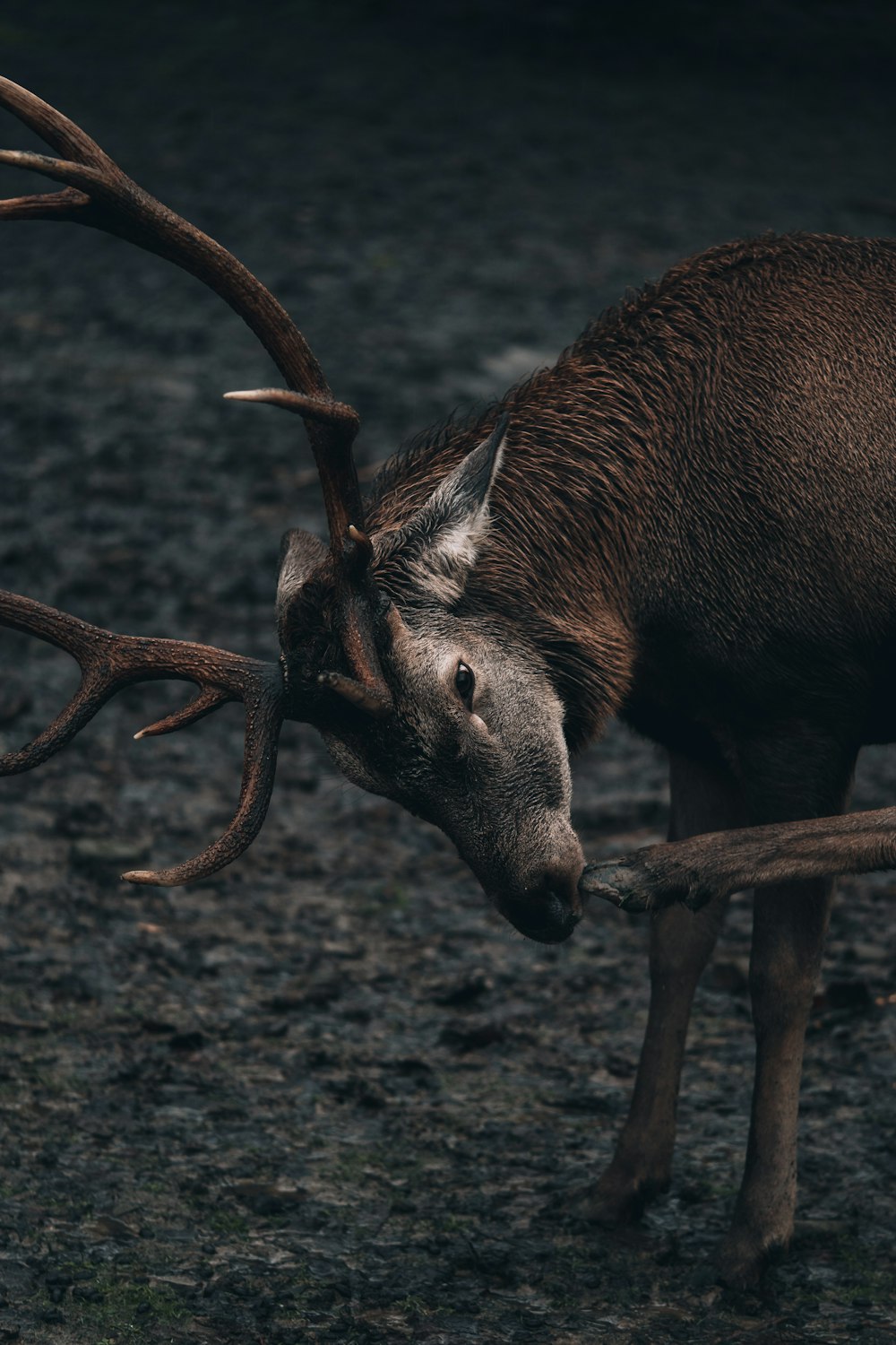 a deer with large antlers on it's back