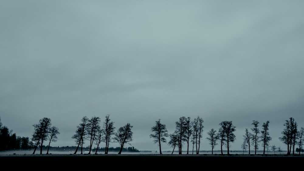 a line of trees on a cloudy day