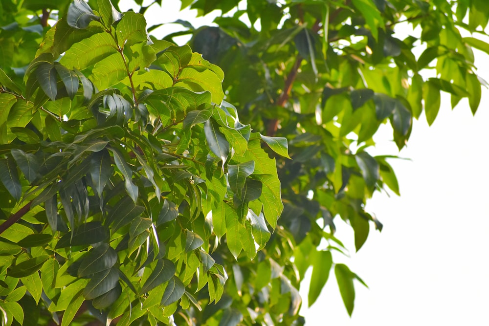 a tree with lots of green leaves on it