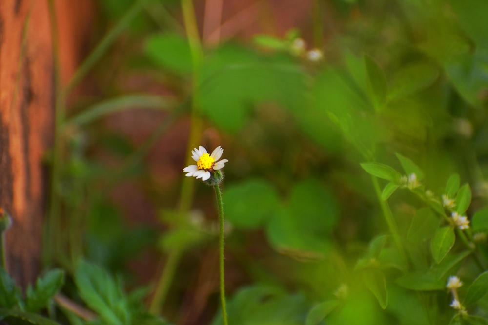 a small white flower with a yellow center