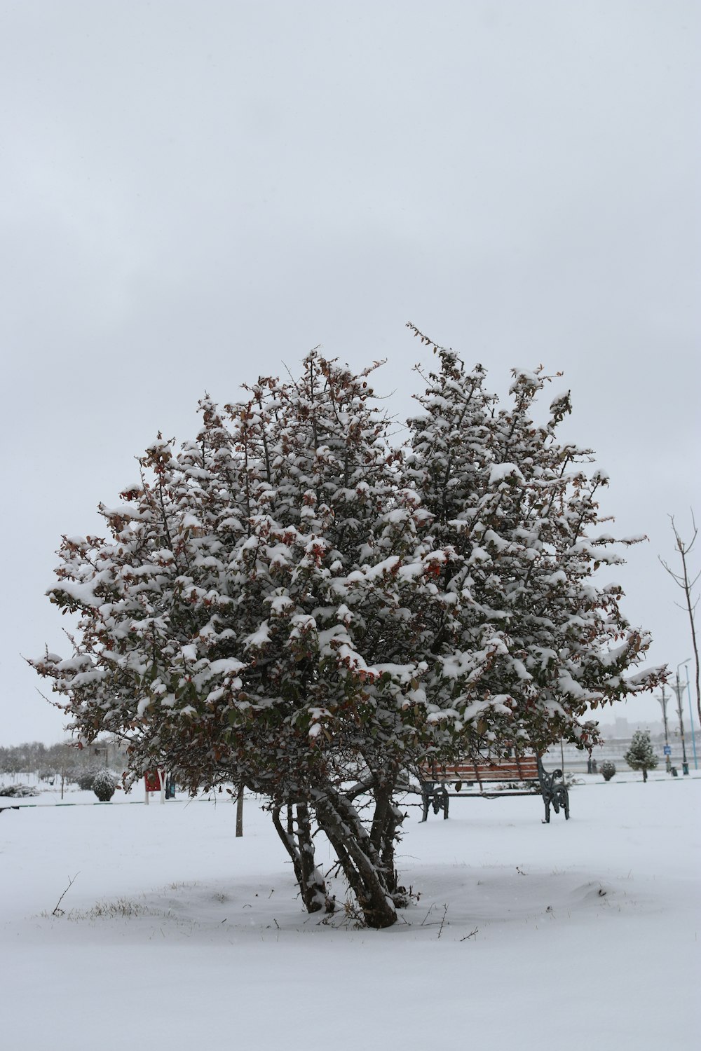 a tree covered in snow next to a bench