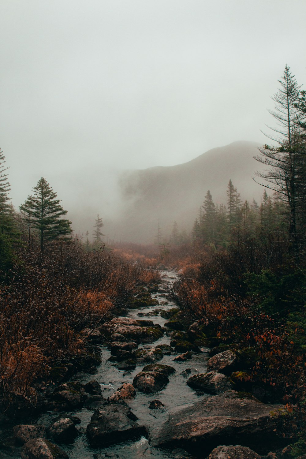 a stream running through a forest filled with trees