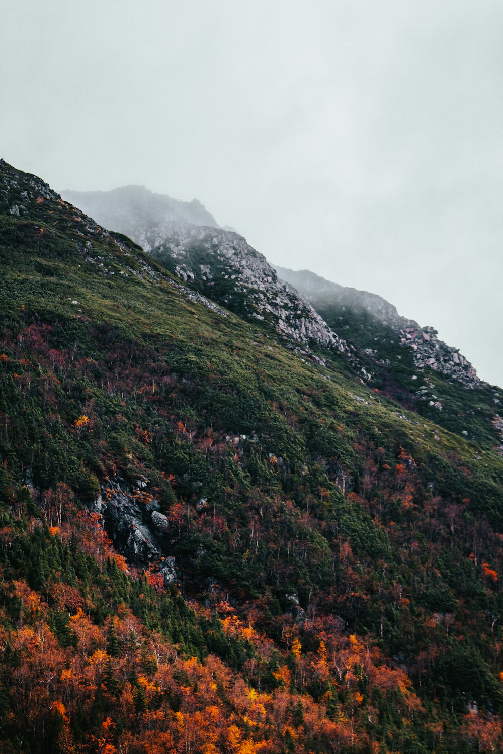 a mountain covered in lots of trees and bushes