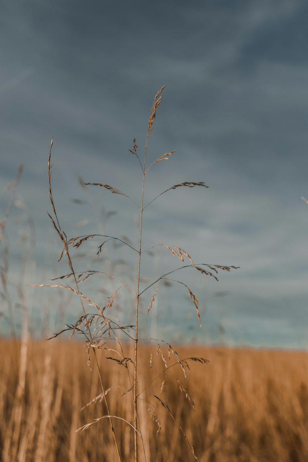 a tall plant in the middle of a field