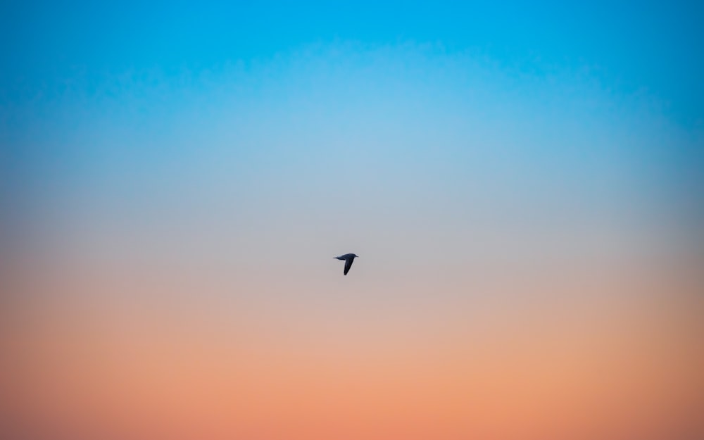 a bird flying high up in the sky