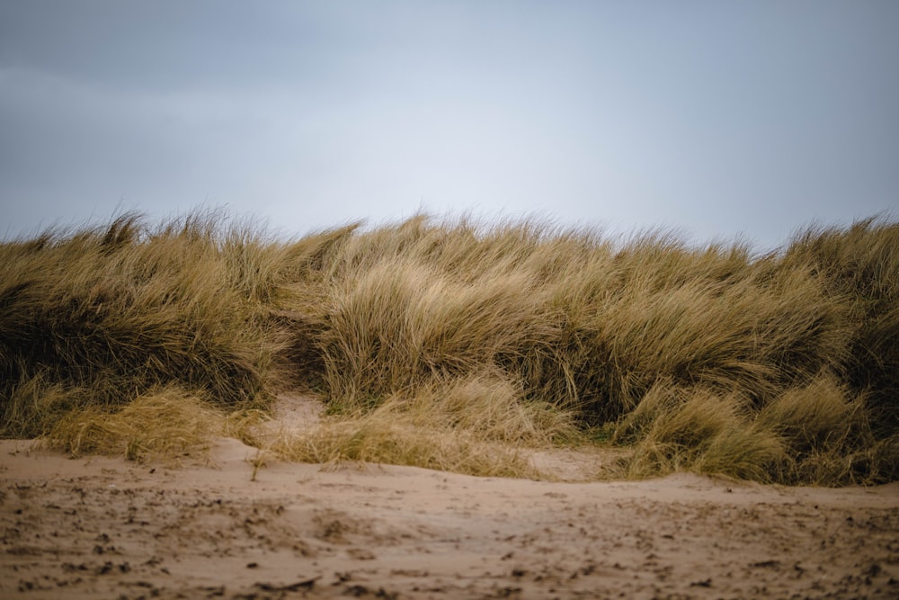 a sandy beach with grass blowing in the wind