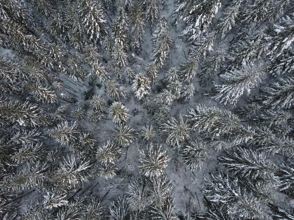 an aerial view of a snow covered forest