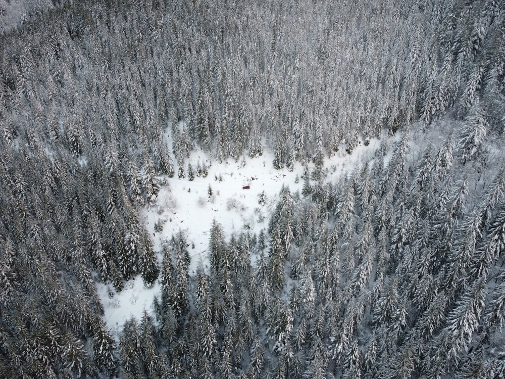 an aerial view of a snow covered forest