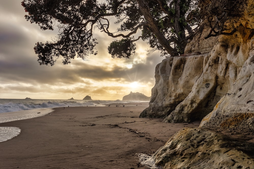 a sandy beach with a tree on top of it