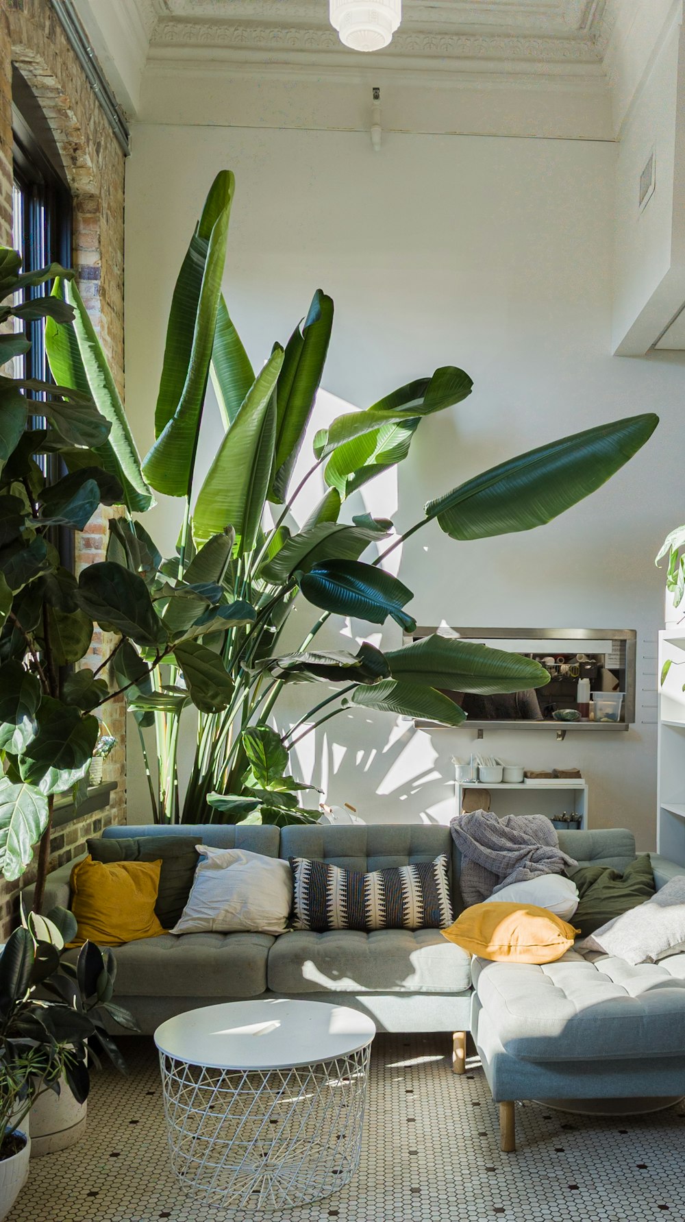 a living room filled with furniture and a large plant