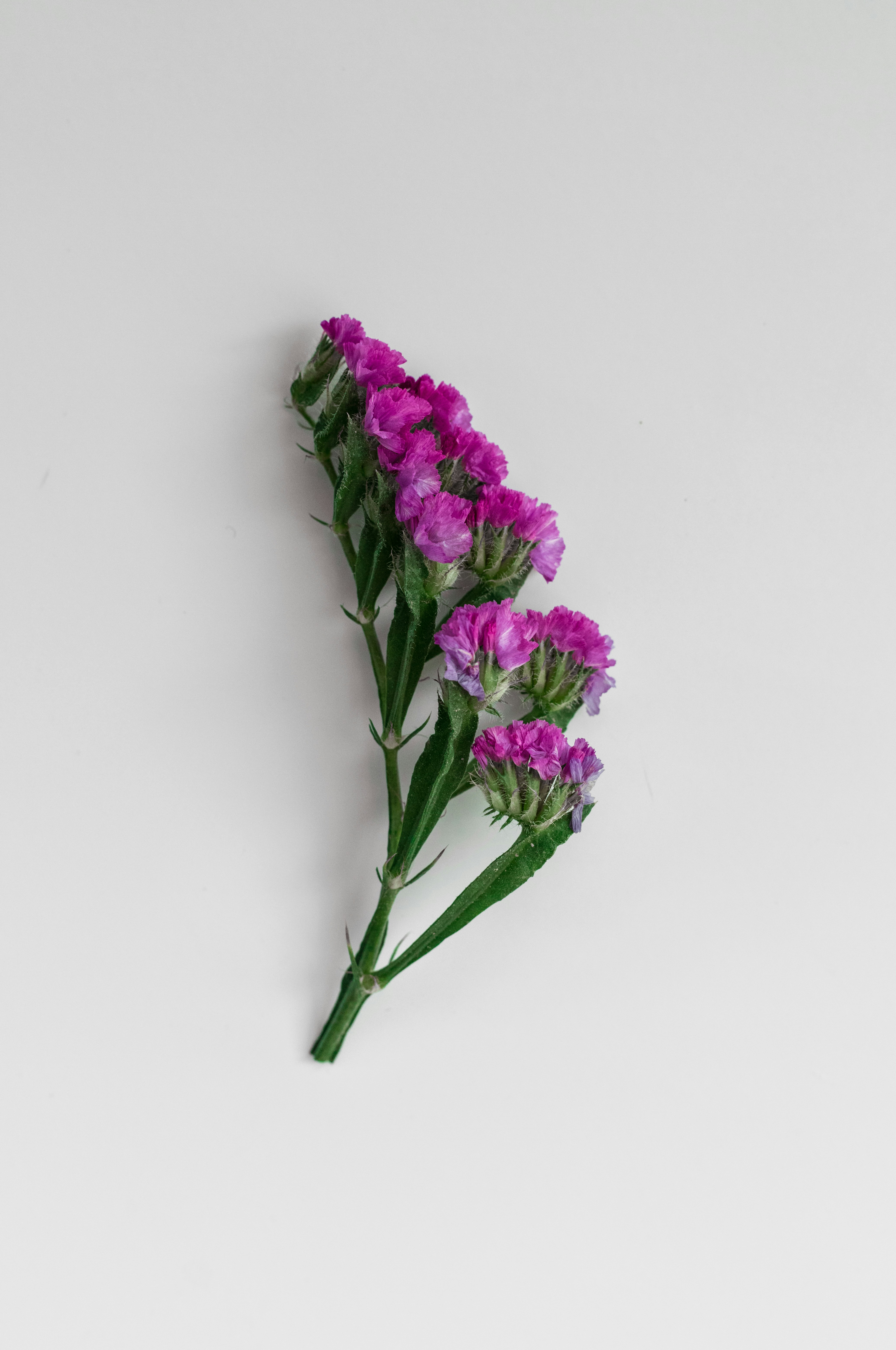 a bunch of purple flowers on a white background