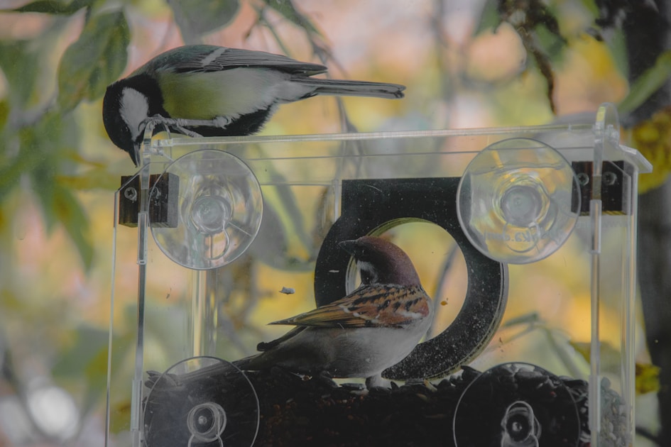 Fotografie setup fuer vogelbeobachtung kamera objektiv und tarnung — detailed close-up view