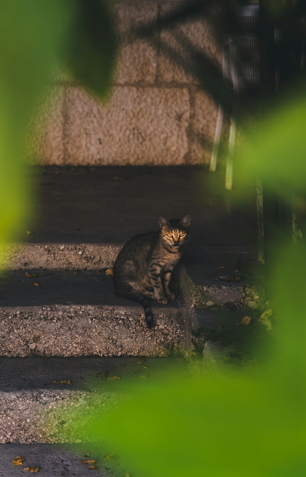 a cat sitting on the steps of a building