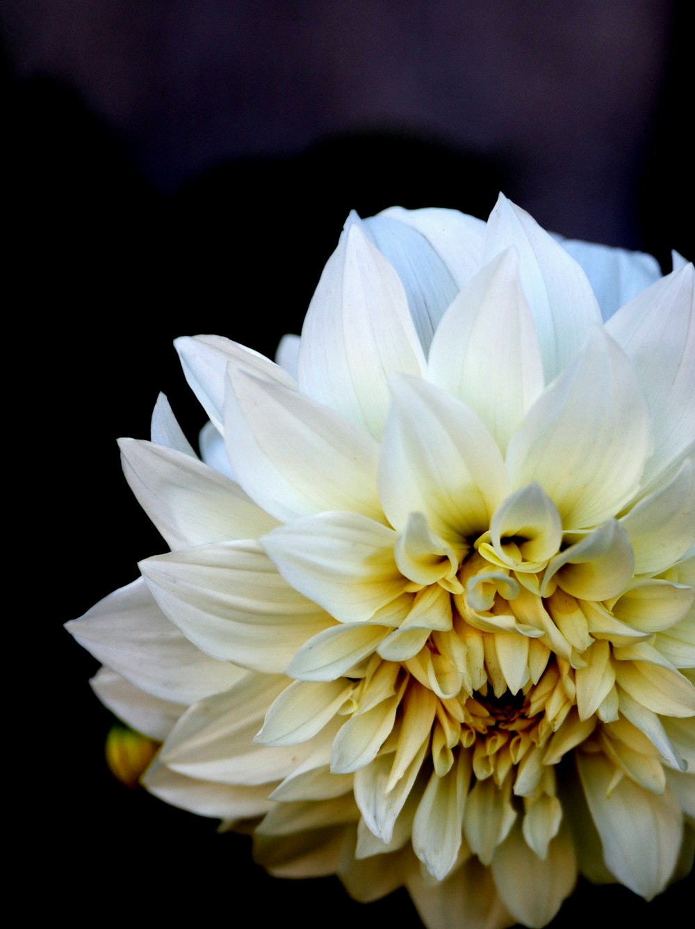 a close up of a white flower on a black background