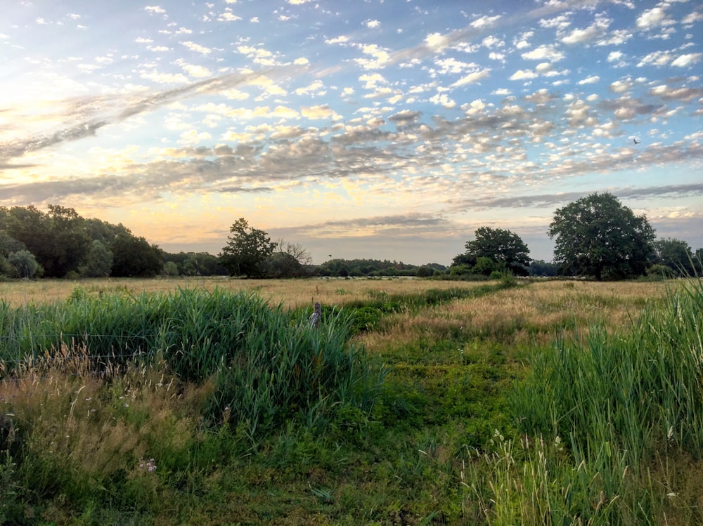 a grassy field with trees in the background