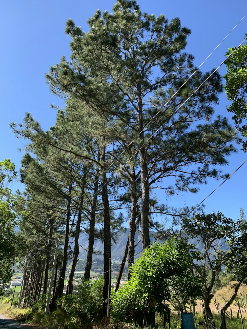 una strada con un mucchio di alberi sul lato di esso