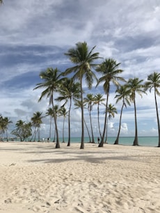 a sandy beach with palm trees and the ocean in the background