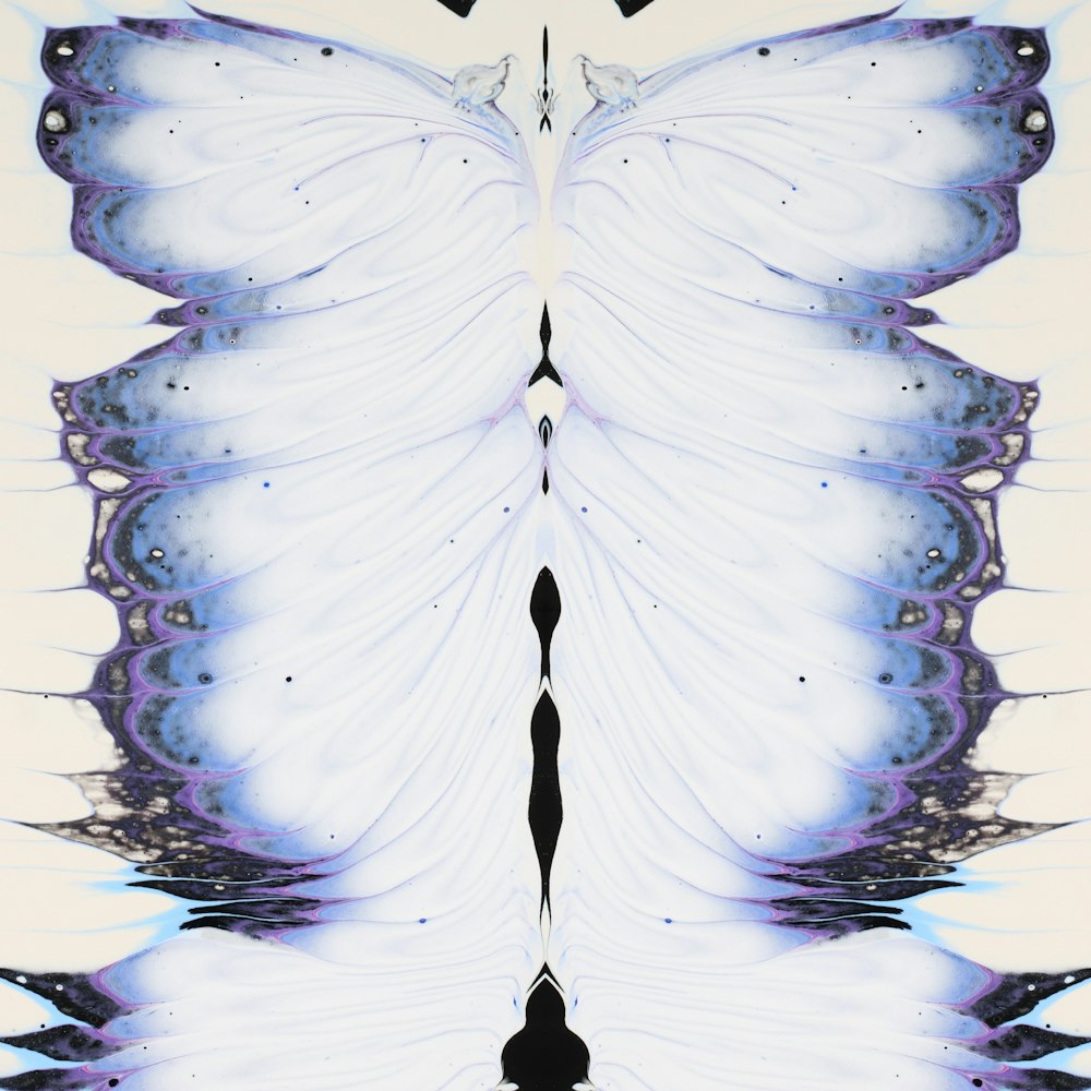 a picture of a white butterfly with blue wings
