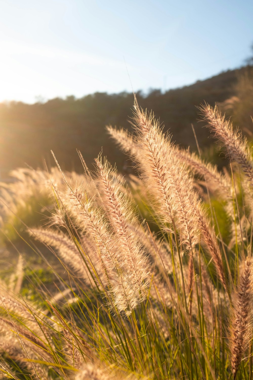 a field of tall grass with the sun in the background